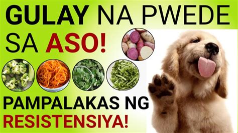 nagpakantot sa aso|Ang sarap talaga ng bawal kumantot ng kabit.